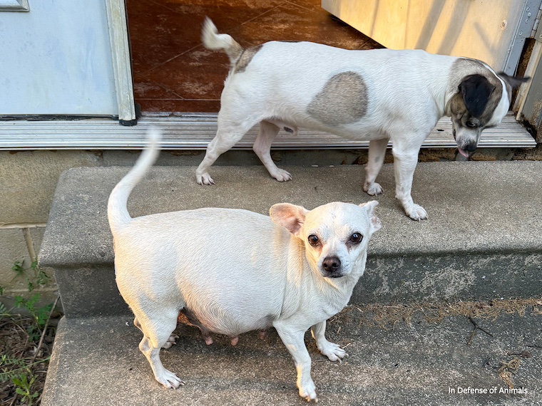 two chihuahuas