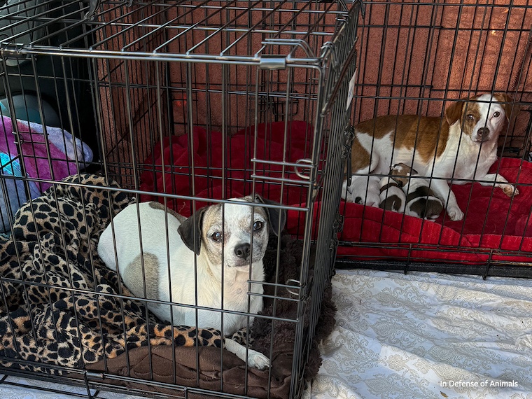 chihuahuas and puppies in crates