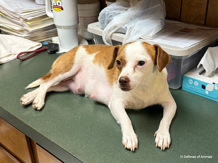 chihuahua lying on counter