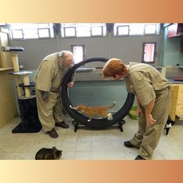 Cats and Prisoners