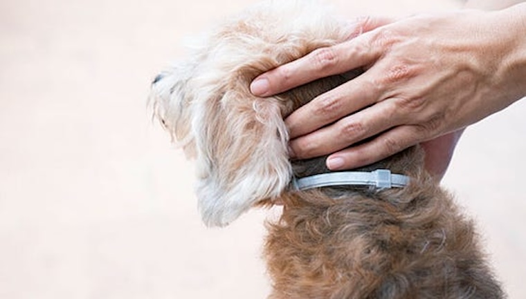 dangerous flea collars