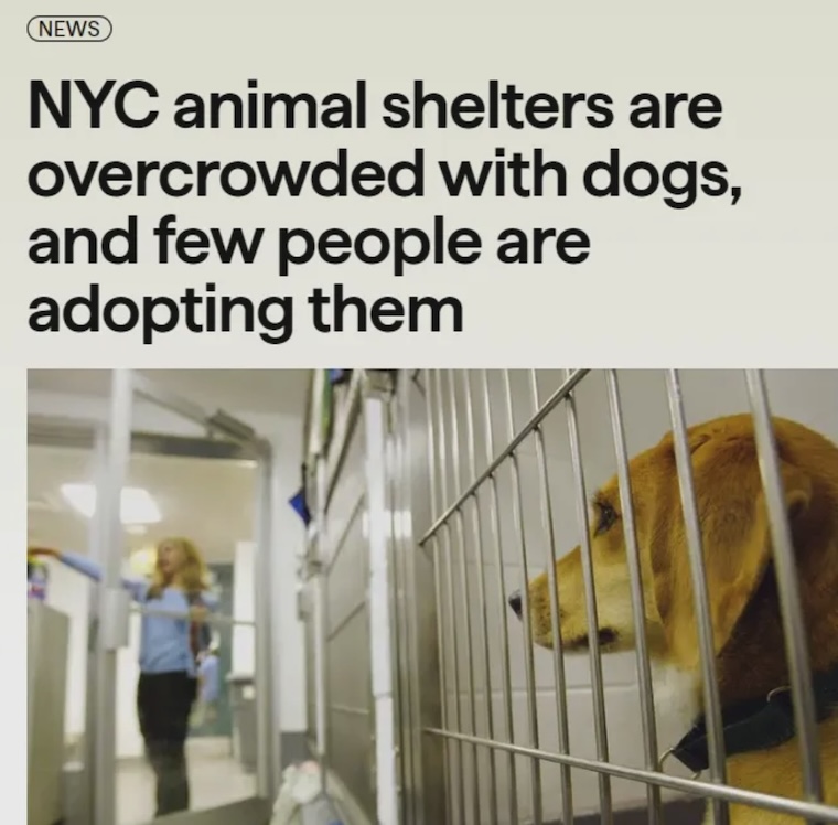 shelter Dogs