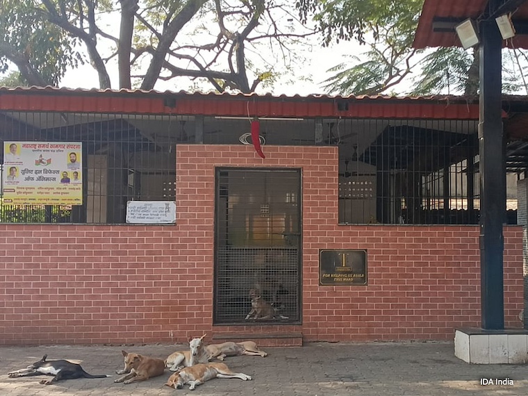 dogs lounging outside