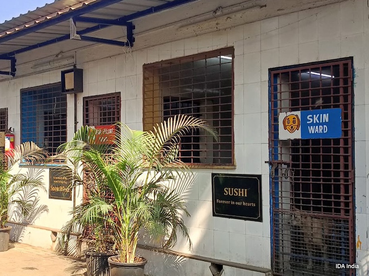 building exterior and dog looking out door