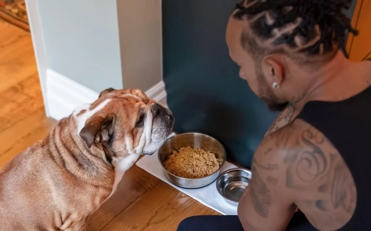 bulldog Roscoe