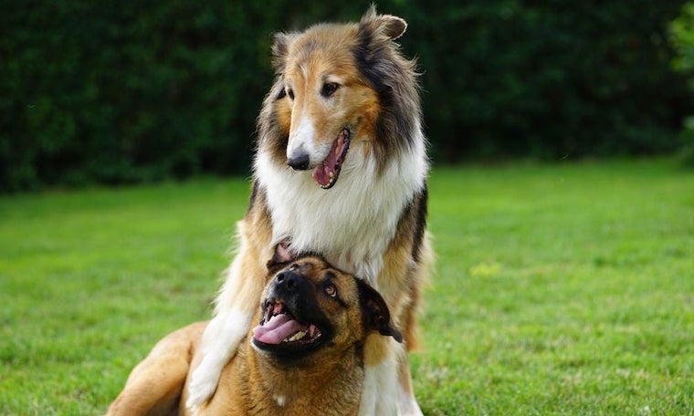 two Dogs