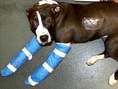 pitbull Oreo