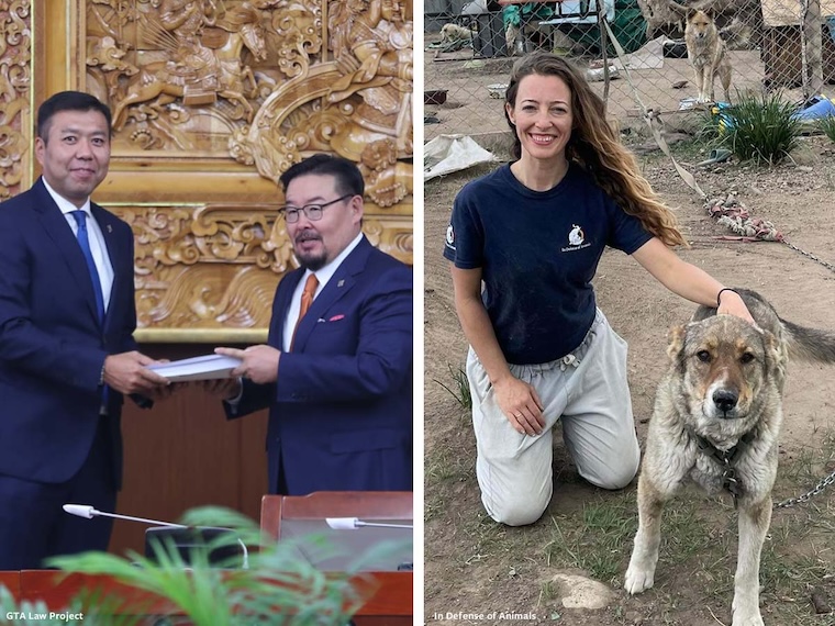 Mongolian legislation