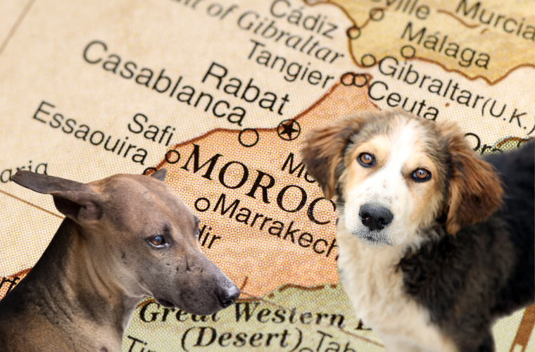 image of dogs and map with Morocco
