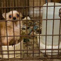 puppy mill
