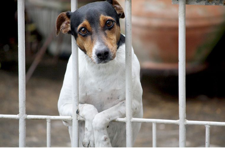dog in cage