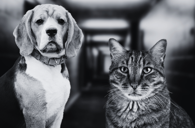 black and white image of cat and dog