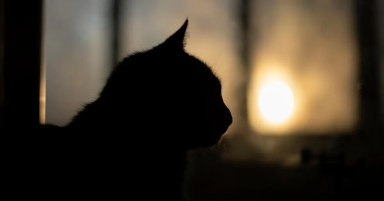 cat silhouette