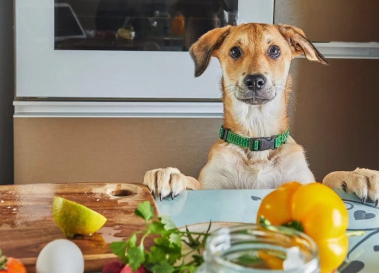 happy vegan dog