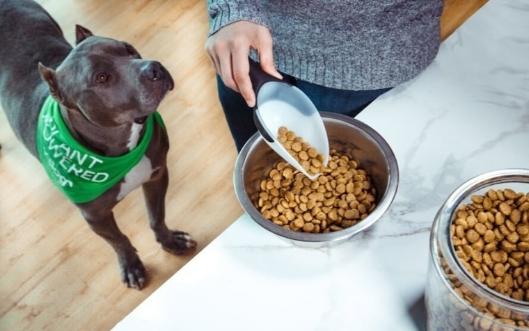 happy vegan dog