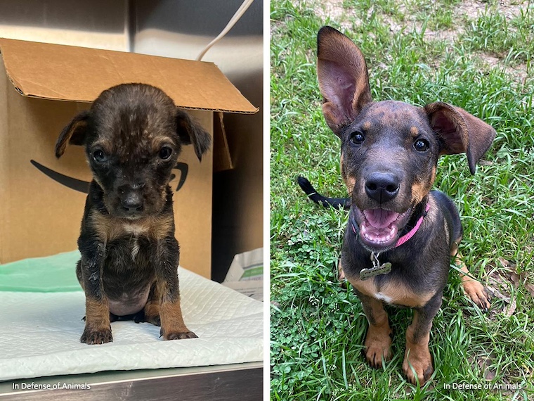 before and after puppy pictures