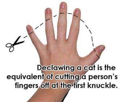 declawing Cats
