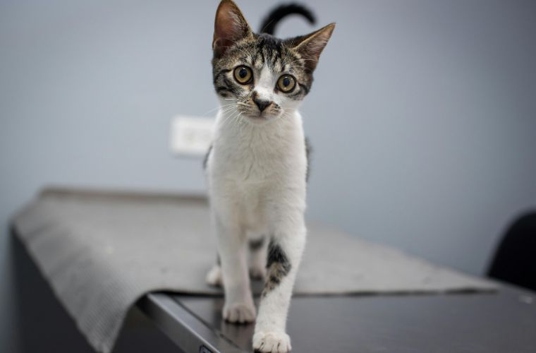 cat at vet
