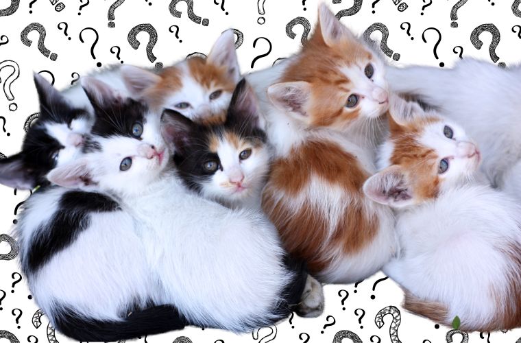 kittens and question marks