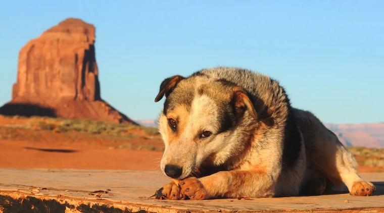 dog in desert