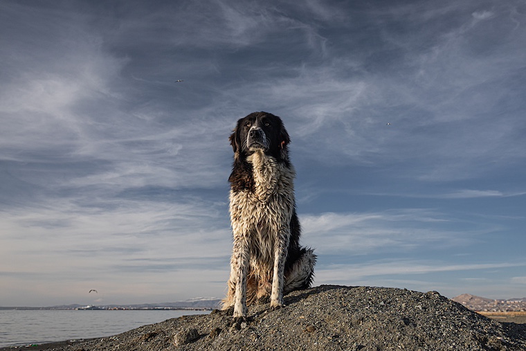photo of stray dog in T�rkiye