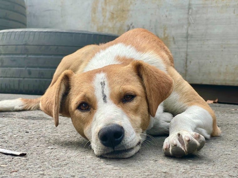 street Dog