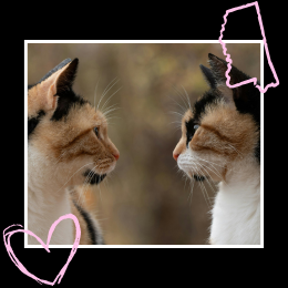 cats