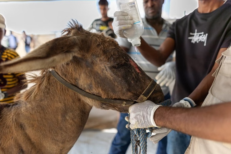donkey medicine Gaza
