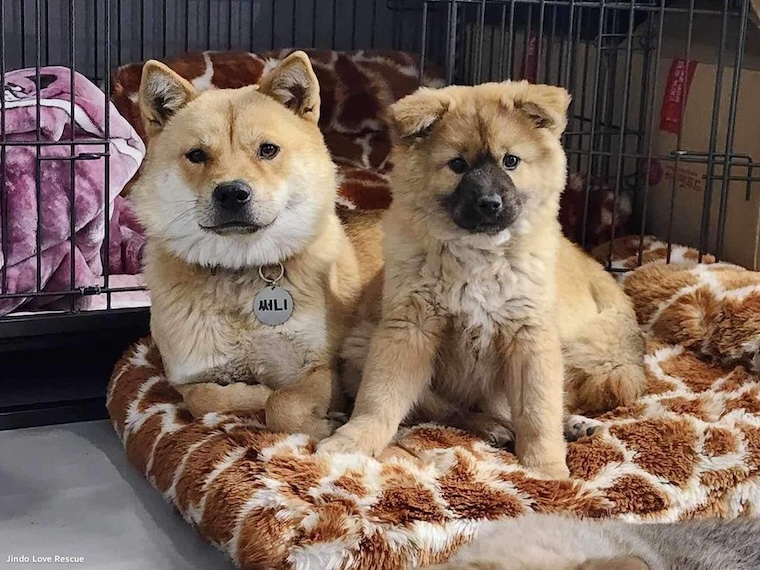 rescued Korean meat dogs