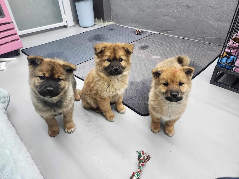 rescued Korean dog meat pups