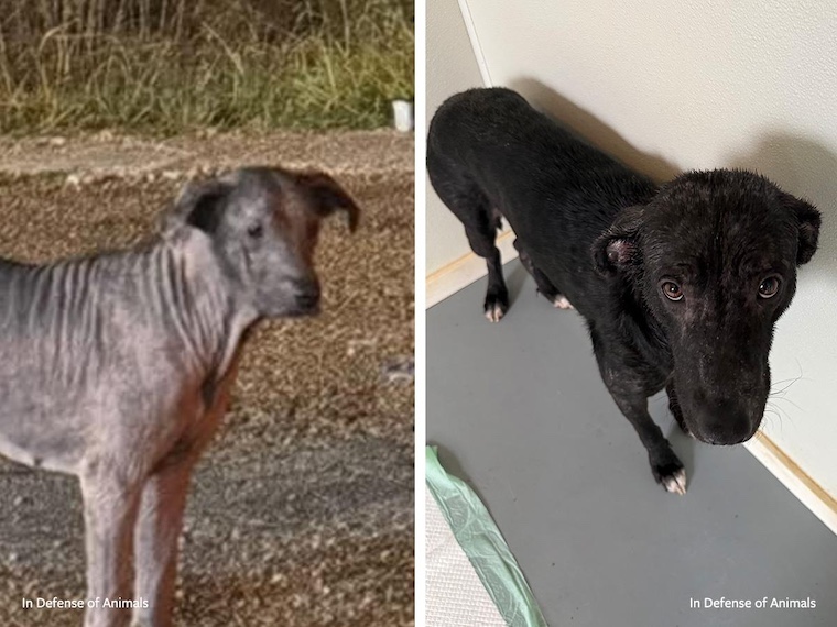 dog before and after rescue