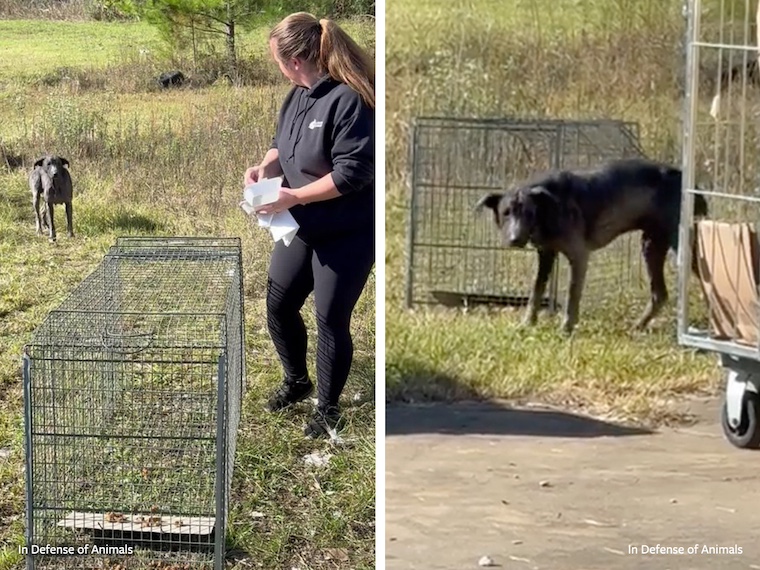 rescue of dog