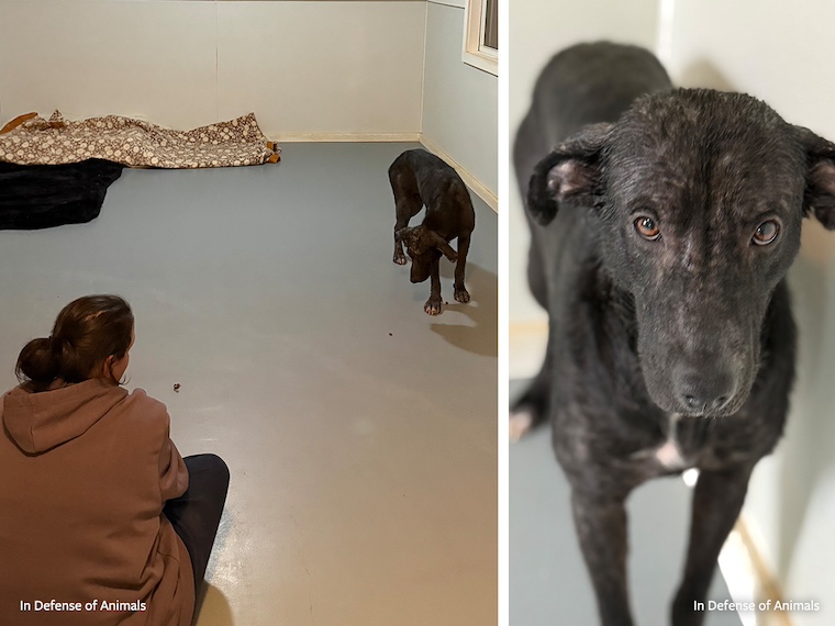 dog after rescue