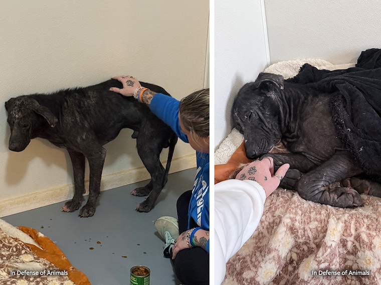 General the dog being pet and resting