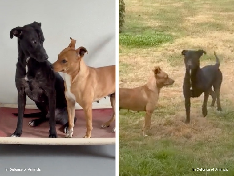 dogs General and Ren together