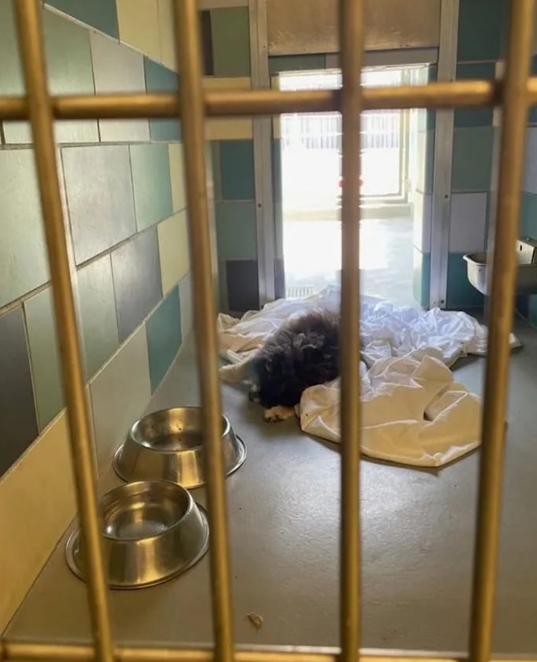 empty food water dishes