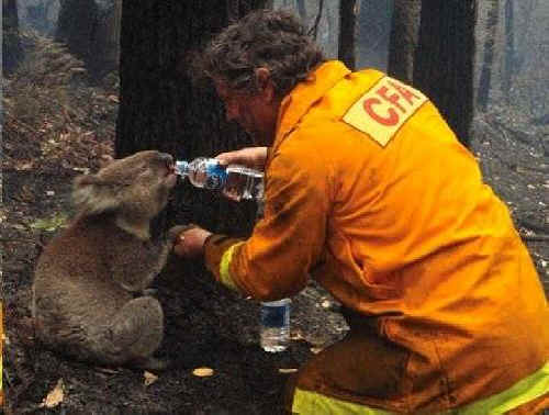 water for koala