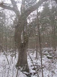 Coffey Grounds winter