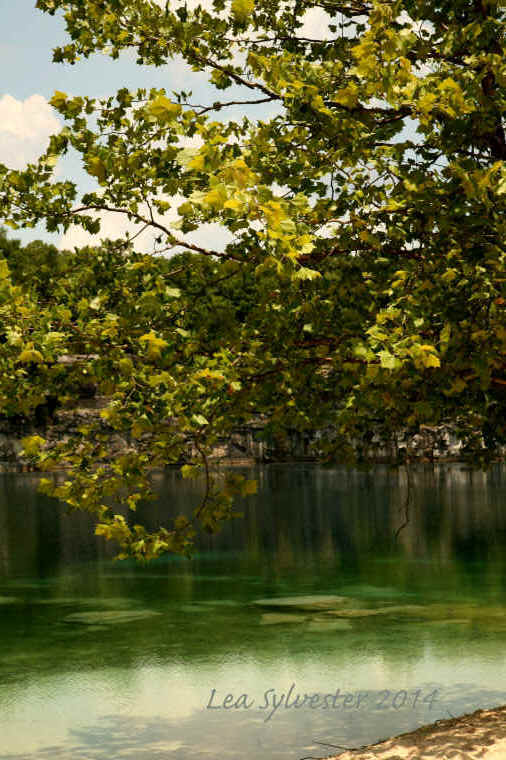 Coffey Grounds Lea Sylvester