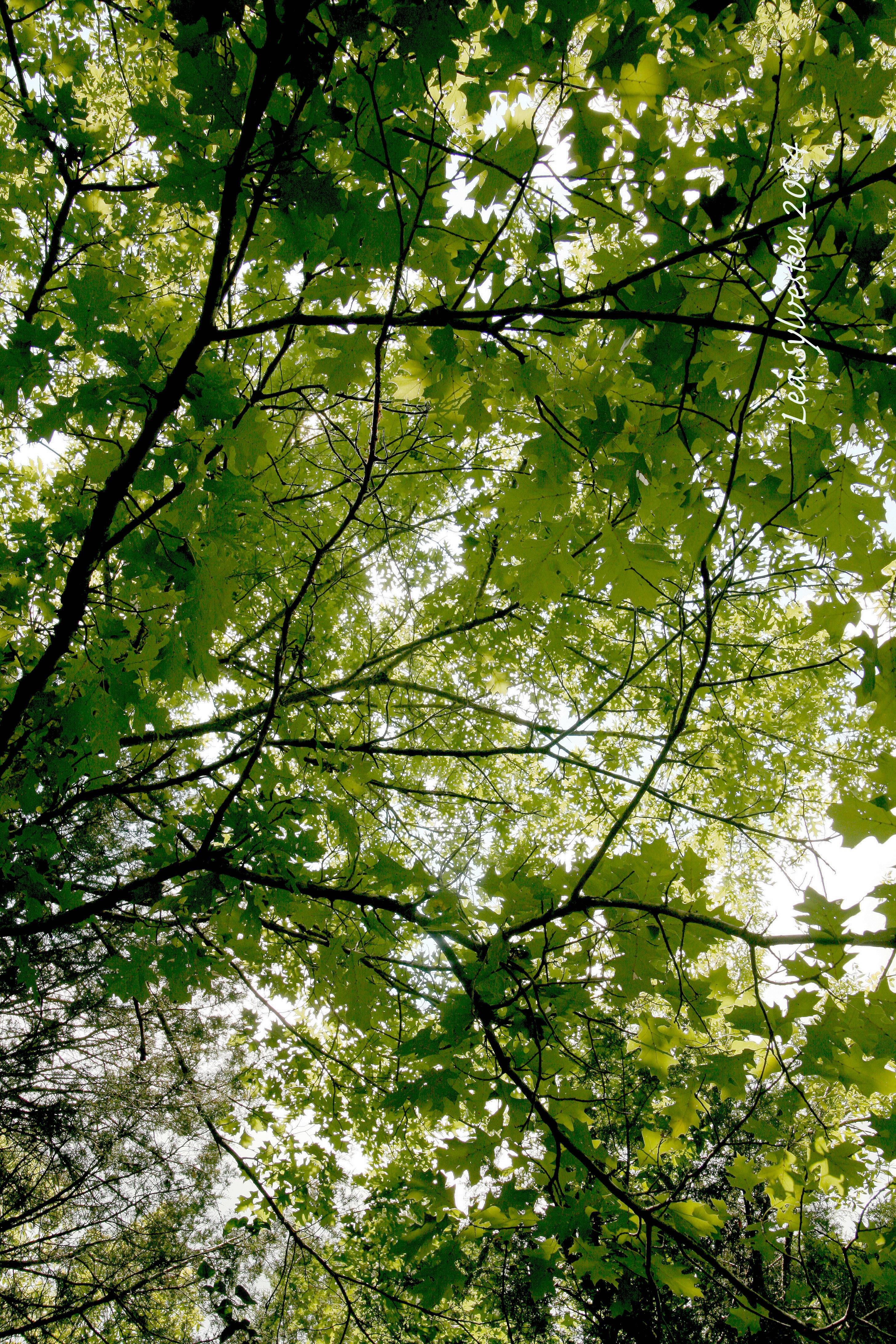 Coffey Grounds Lea Sylvester