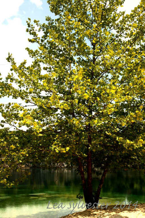 Coffey Grounds Lea Sylvester