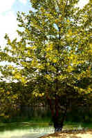 Coffey Grounds Lea Sylvester
