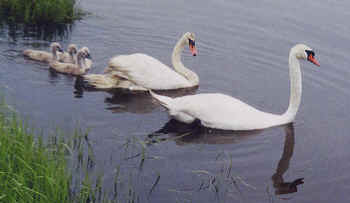 an-su2001-swanrescue1.jpg (81393 bytes)