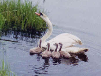 an-su2001swanrescue3.jpg (158509 bytes)