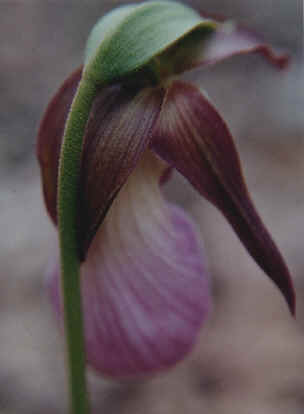 cc-ladyslipper.jpg (62772 bytes)