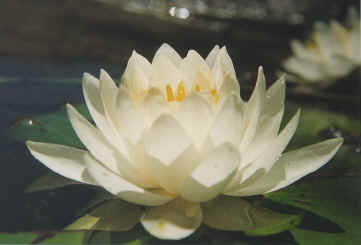 w-waterlily.jpg (39700 bytes)