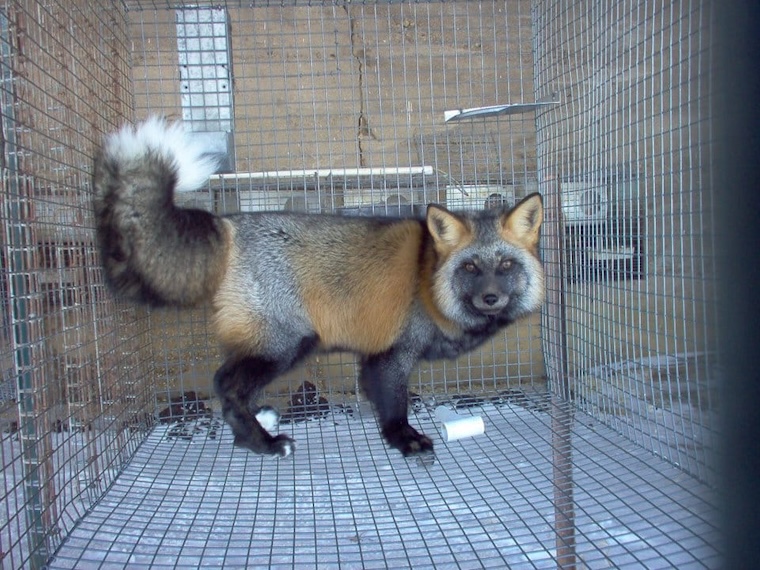 Fox fur farm victim