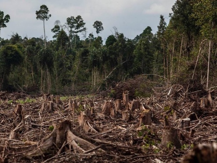 Indonesia deforestation