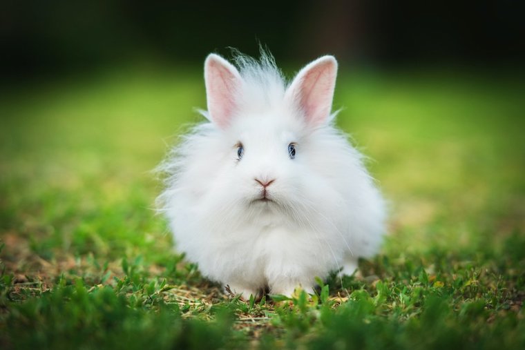 angora Rabbit