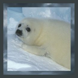 baby harp seal